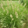 狼尾草批發(fā)-濰坊口碑好的狼尾草報(bào)價(jià)
